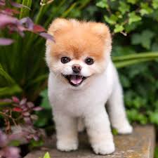 Boo the Dog