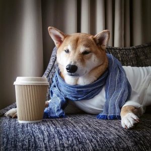 Menswear Dog the Shiba Inu