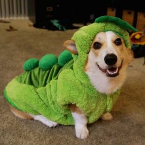 corgnelius