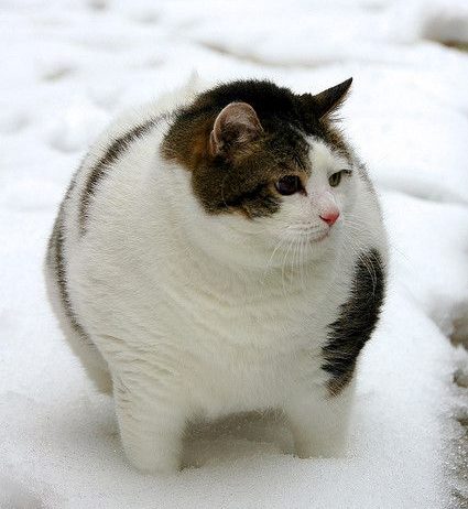 fat cat